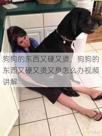狗狗的东西又硬又烫,狗狗的东西又硬又烫又臭怎么办视频讲解 第1张 狗狗的东西又硬又烫,狗狗的东西又硬又烫又臭怎么办视频讲解 第1张