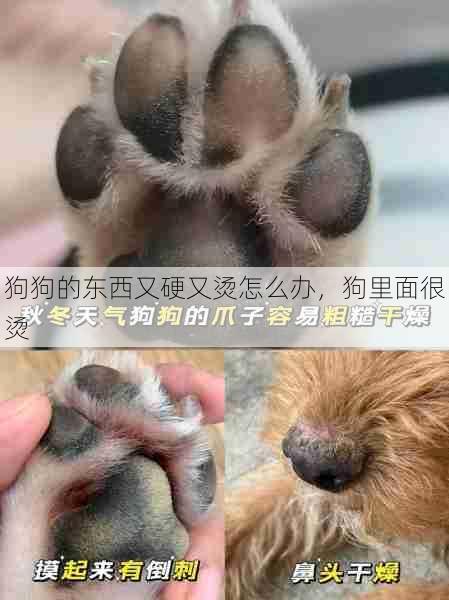 狗狗的东西又硬又烫怎么办,狗里面很烫 第1张 狗狗的东西又硬又烫怎么办,狗里面很烫 第1张