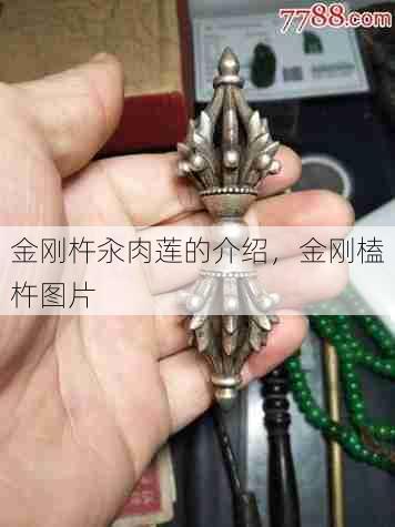 金刚杵汆肉莲的介绍,金刚榼杵图片 第1张 金刚杵汆肉莲的介绍,金刚榼杵图片 第1张
