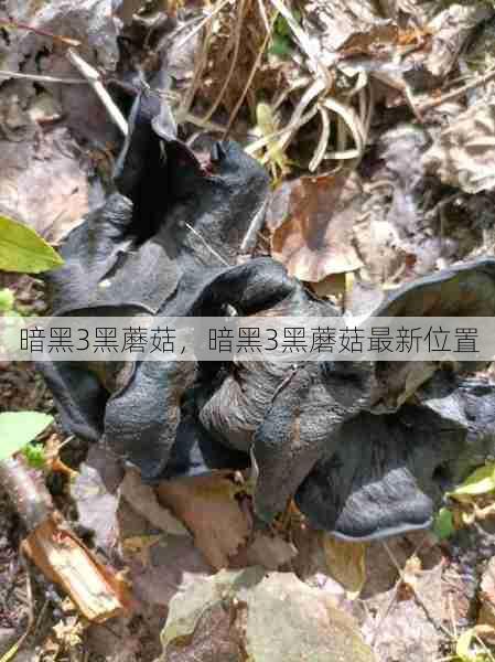 暗黑3黑蘑菇,暗黑3黑蘑菇最新位置 第1张 暗黑3黑蘑菇,暗黑3黑蘑菇最新位置 第1张